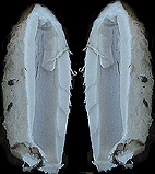 Coprin chevelu.