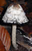 Coprin chevelu.