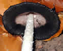 Coprin chevelu.