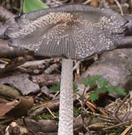 Coprin faux pied-de-lièvre.