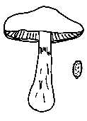 Cortinariacées (phlegmacium).