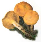 Faux clitocybe de l'olivier.