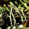 Les fonges. Lichen.