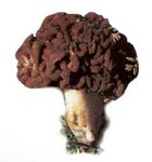 Gyromitre comestible