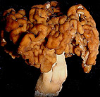 Gyromitre comestible. Gyromitre comestible.
