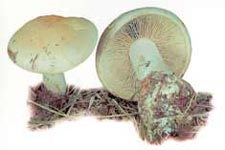 Étymologie.