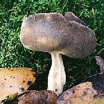 Helvelle de Quélet.