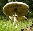 Homobasidiomycètes (lépiotes).