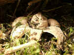 Homobasidiomycètes (géastres).