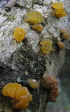 Homobasidiomycètes (champignons en gelée).