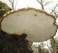 Homobasidiomycètes (polypores).
