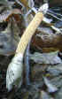 Homobasidiomycètes (phalles).