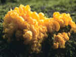 Homobasidiomycètes (en forme de cerveau).