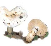 Hygrophore comestible.