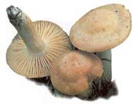 Hygrophore des prés.
