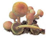 Hypholome en touffe. Hypholome en touffe.