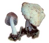 Inocybe de Patouillard.