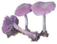 Laccaire améthyste.
