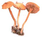 Laccaire laqué.