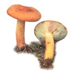 Lactaire à lait abondant.