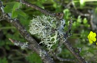 Lichens.