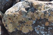 Lichens.