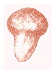 Lycoperdons.