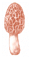 Morilles.