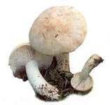 Étymologie.