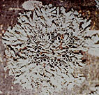 Physcie étoilée.