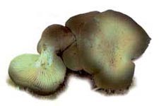 Pleurote du panicaut.