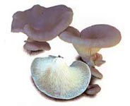 Pleurote en forme d'huître.