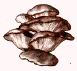 Pleurotes.