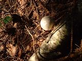 Polypore du bouleau.