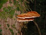 Polypore hispide.
