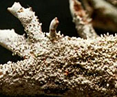 Pseudo-evernie furfuracée (isidies).