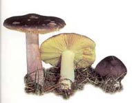 Russule acre.