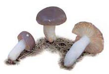 Russule presque bleue.