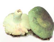 Russule verdoyante
