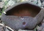 Sclerotinie tubereuse.