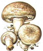 Agaric bisporé. Dessin. Cliquer pour agrandir l'image.