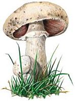 Agaric champêtre. Dessin. Cliquer pour agrandir l'image.