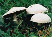 Agaric champêtre. Cliquer pour agrandir l'image.