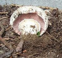 Agaric champêtre. Cliquer pour agrandir l'image.