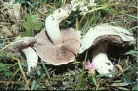 Agaric champêtre. Cliquer pour agrandir l'image.
