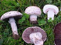 Agaric champêtre. Cliquer pour agrandir l'image.