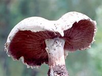 Agaric champêtre. Cliquer pour agrandir l'image.