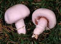 Agaric champêtre. Cliquer pour agrandir l'image.