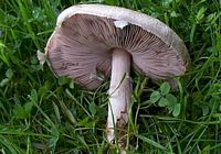 Agaric champêtre. Cliquer pour agrandir l'image.