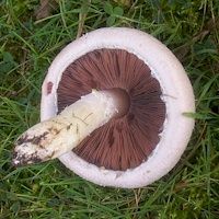 Agaric champêtre. Lamelles. Cliquer pour agrandir l'image.